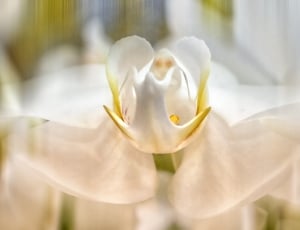 white orchid thumbnail