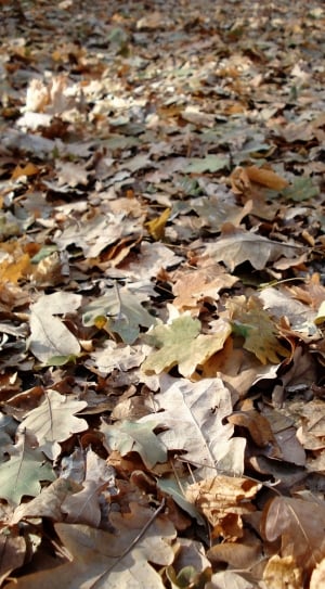 Autumn, Leaves, Yellow, Leaf Litter, autumn, leaf thumbnail