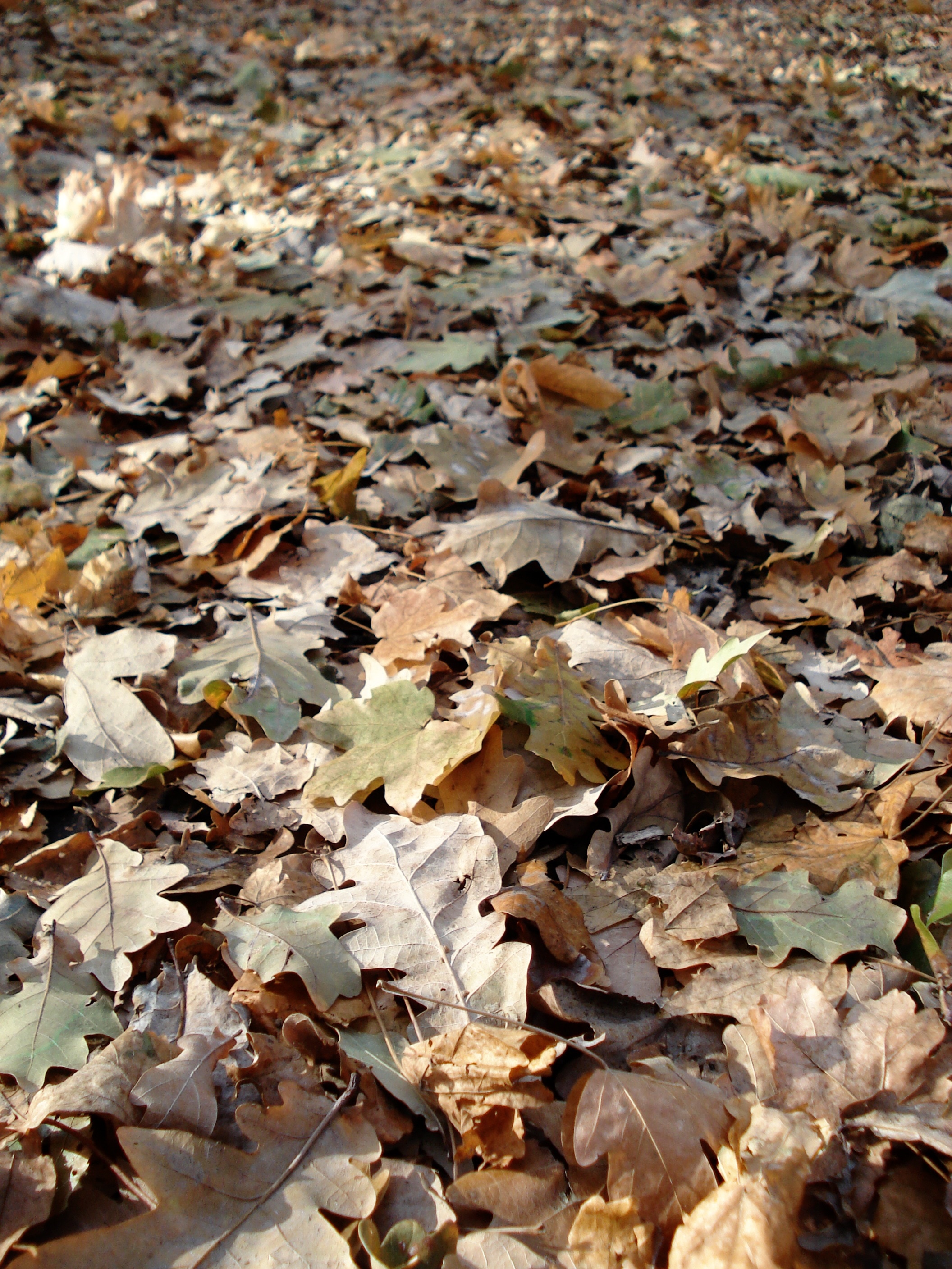 Autumn, Leaves, Yellow, Leaf Litter, autumn, leaf