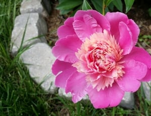 pink clustered flower thumbnail
