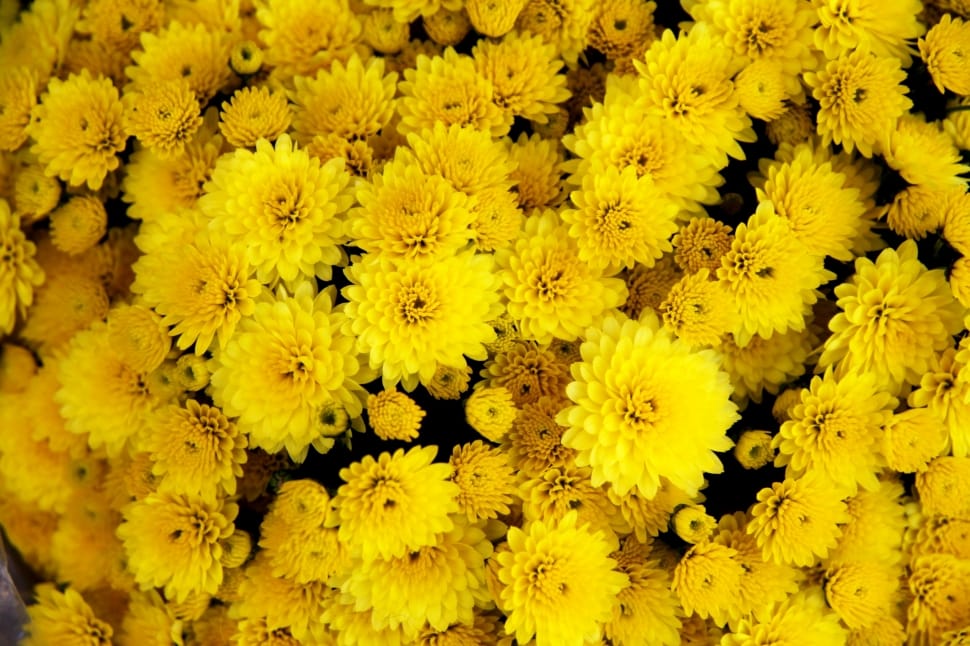 Yellow, Flower, Chrysanthemum, Bloom, yellow, flower preview