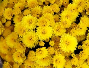 Yellow, Flower, Chrysanthemum, Bloom, yellow, flower thumbnail