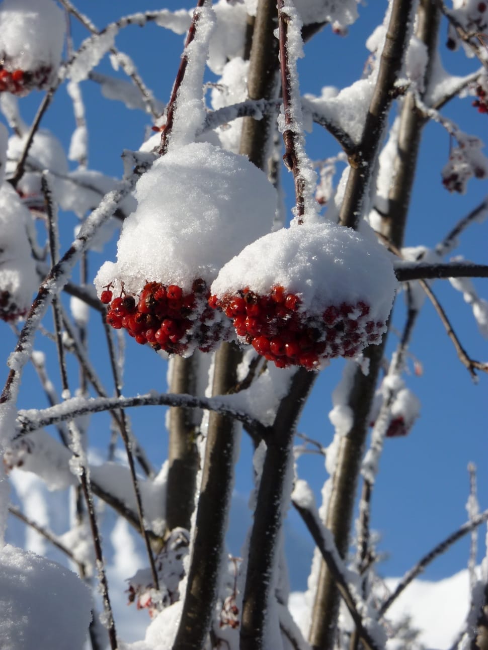 red fruit filled with snow during daytime preview
