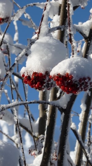red fruit filled with snow during daytime thumbnail