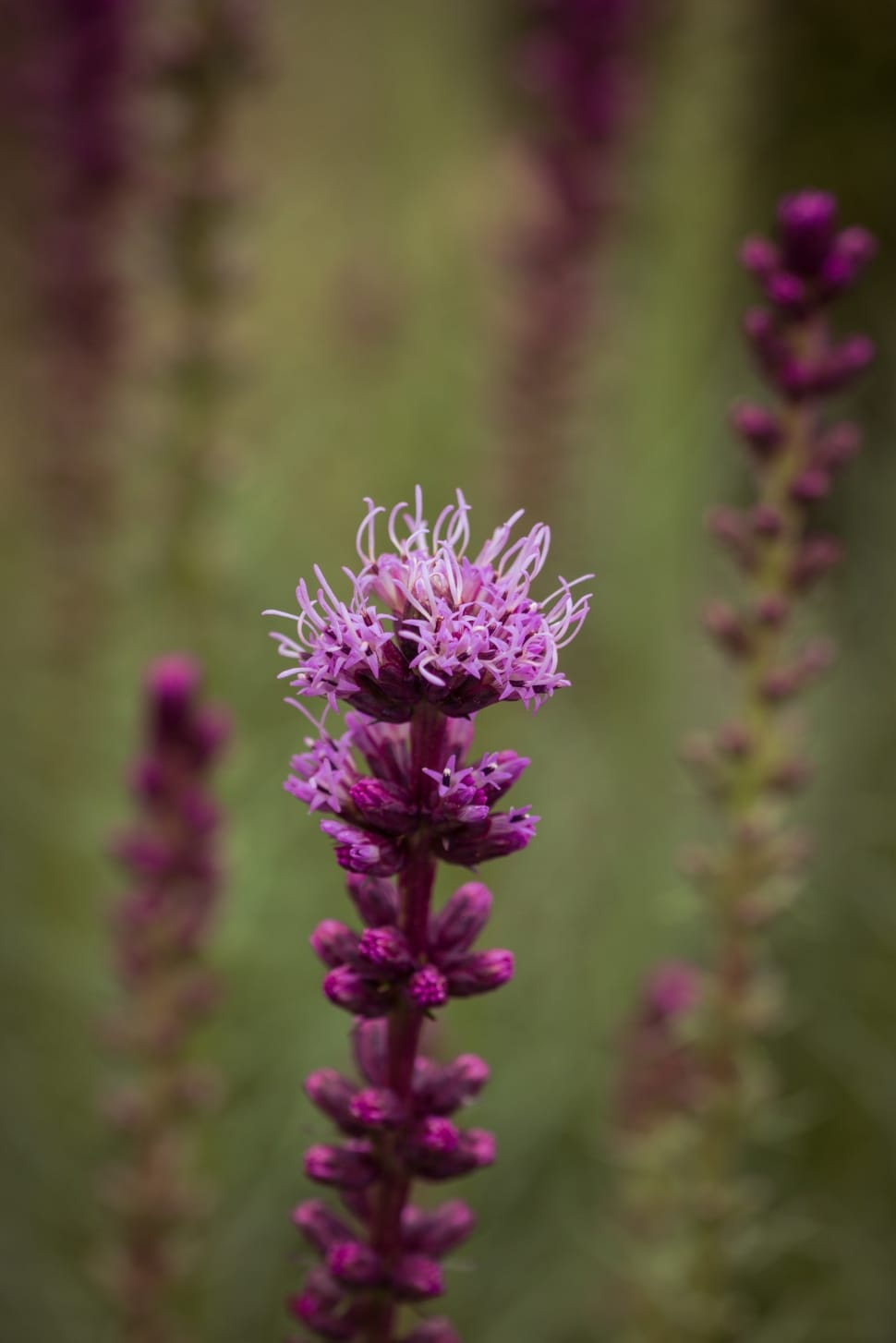Liatris Spicata, Splendor Notch, Shrub, flower, purple preview