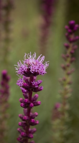 Liatris Spicata, Splendor Notch, Shrub, flower, purple thumbnail