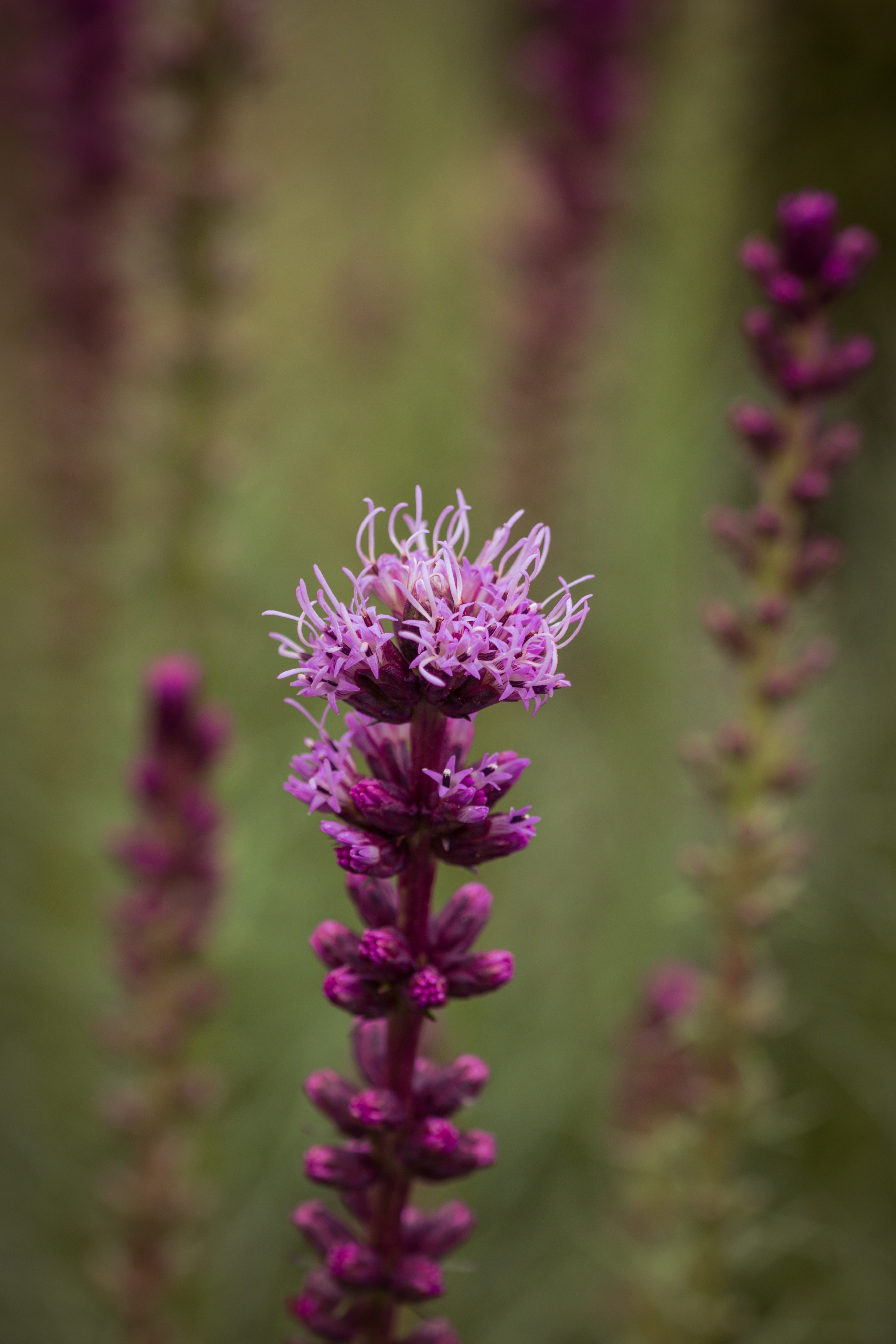 Liatris Spicata, Splendor Notch, Shrub, flower, purple
