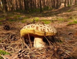 White, Forest, Mushroom, Summer, Old, one animal, animals in the wild thumbnail