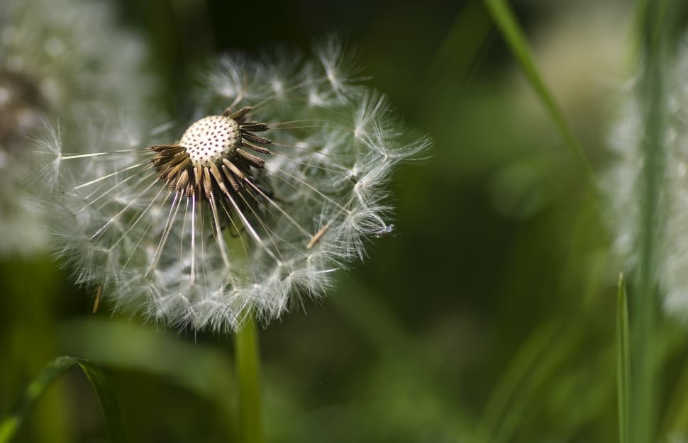 Meadow, Dandelion, Spring, flower, fragility preview