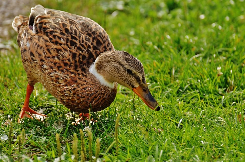 selective focus photo of brown duck on green grass field at daytime preview