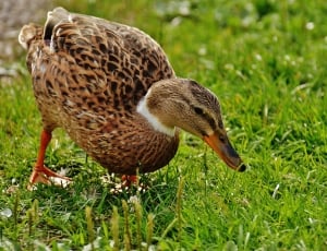 selective focus photo of brown duck on green grass field at daytime thumbnail