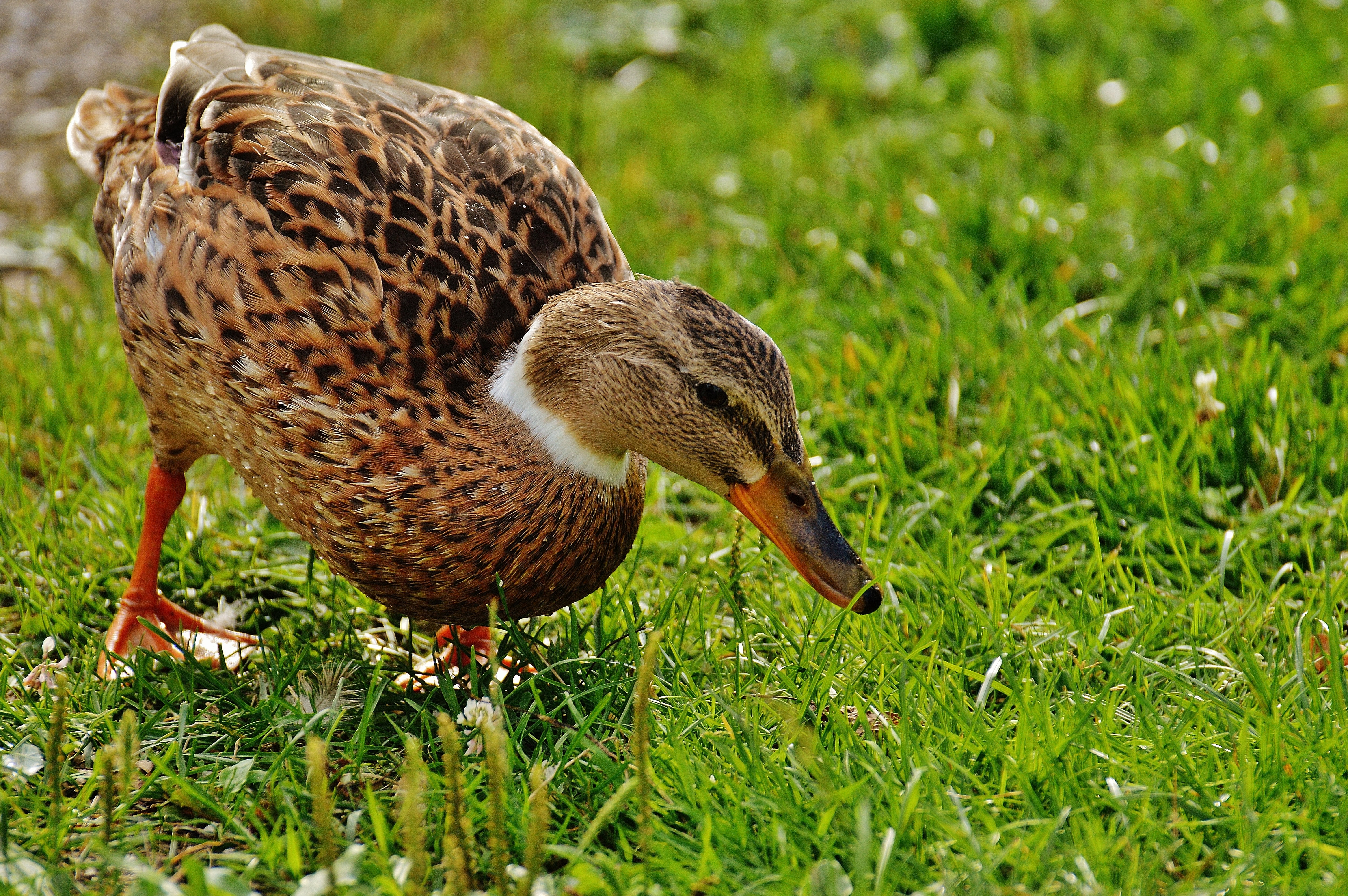 selective focus photo of brown duck on green grass field at daytime