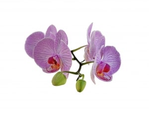 Flower, Orchid, Bouquet, flower, petal thumbnail
