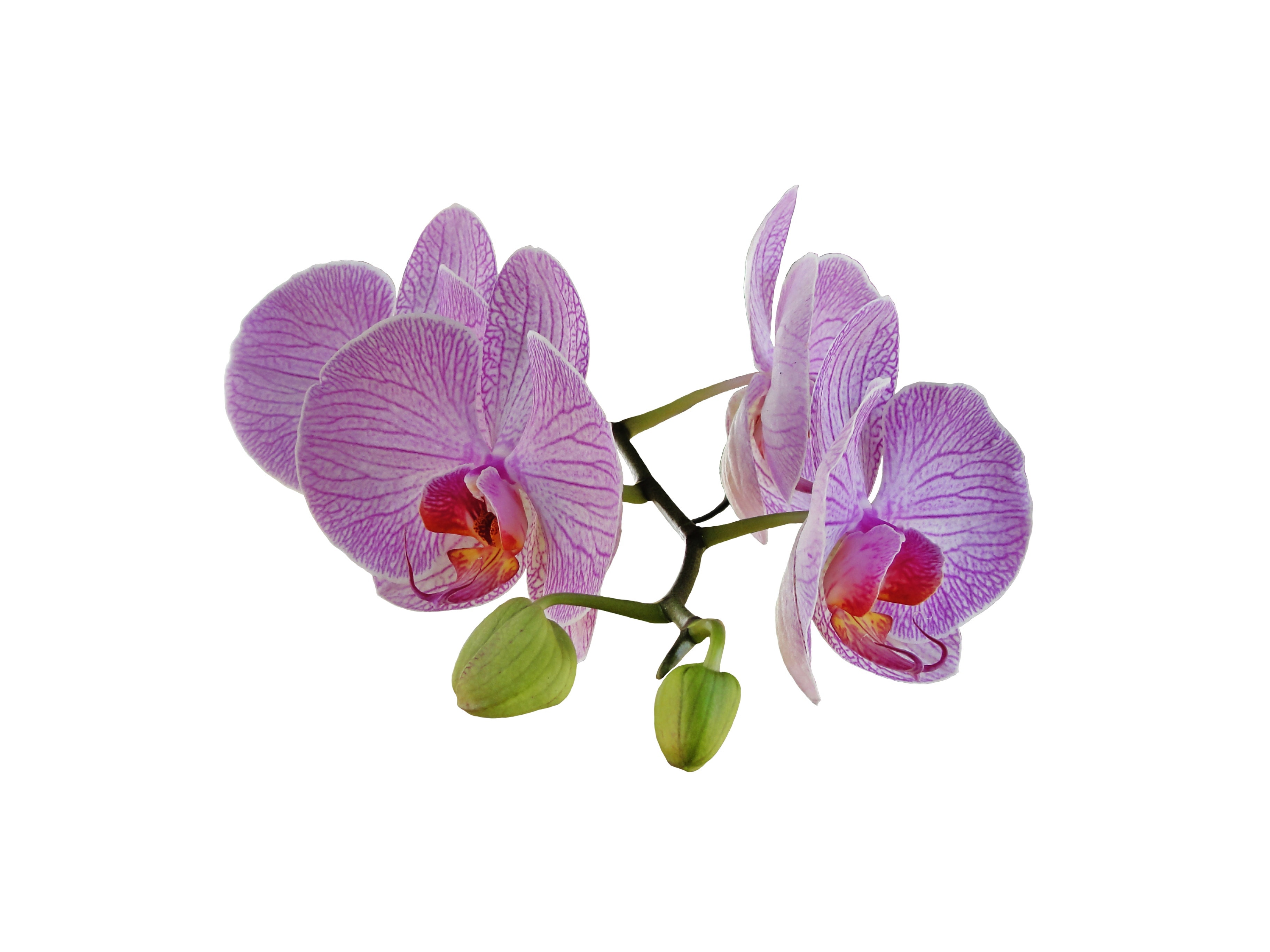 Flower, Orchid, Bouquet, flower, petal