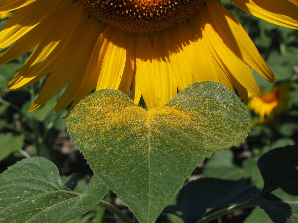 sunflower leaves preview