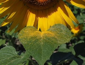 sunflower leaves thumbnail