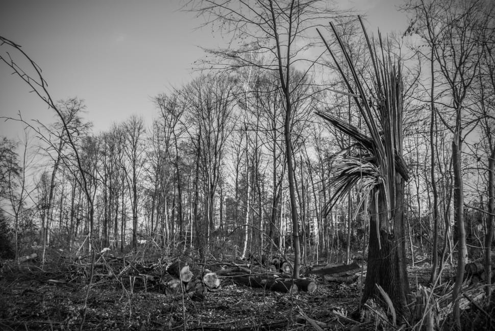 grayscale photography of withered trees preview