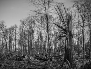 grayscale photography of withered trees thumbnail