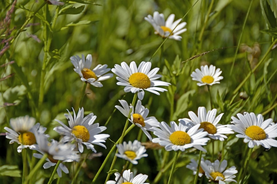 white daisies free image | Peakpx