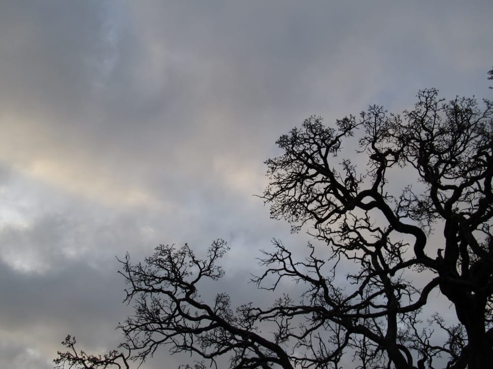 silhouette of trees preview