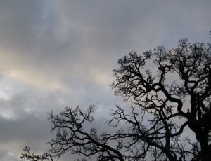 silhouette of trees thumbnail