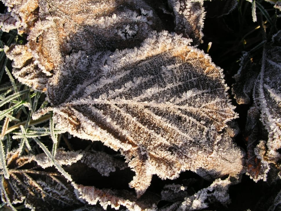 Nature, Winter, Ice Crystals, Frost, fossil, science preview