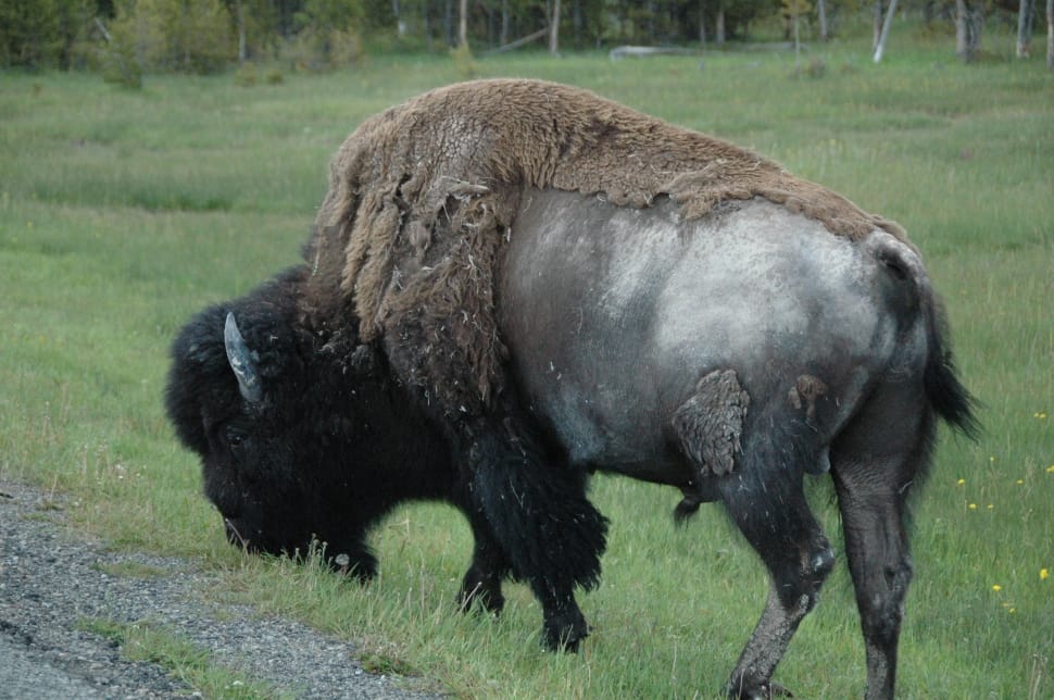 black bison eating green grass preview
