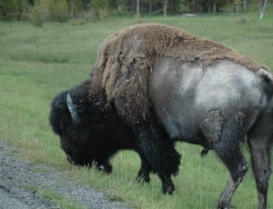 black bison eating green grass thumbnail