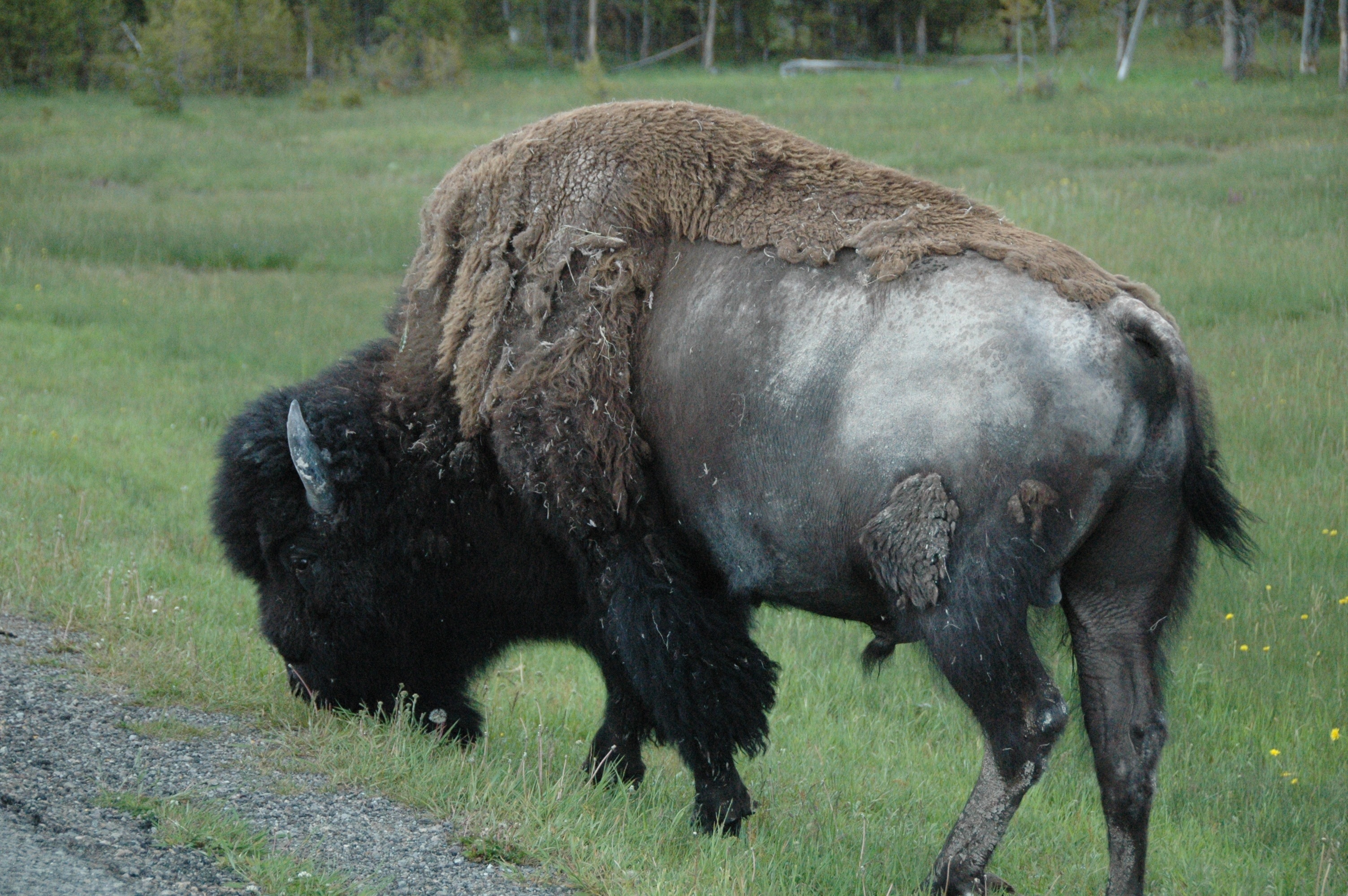 black bison eating green grass