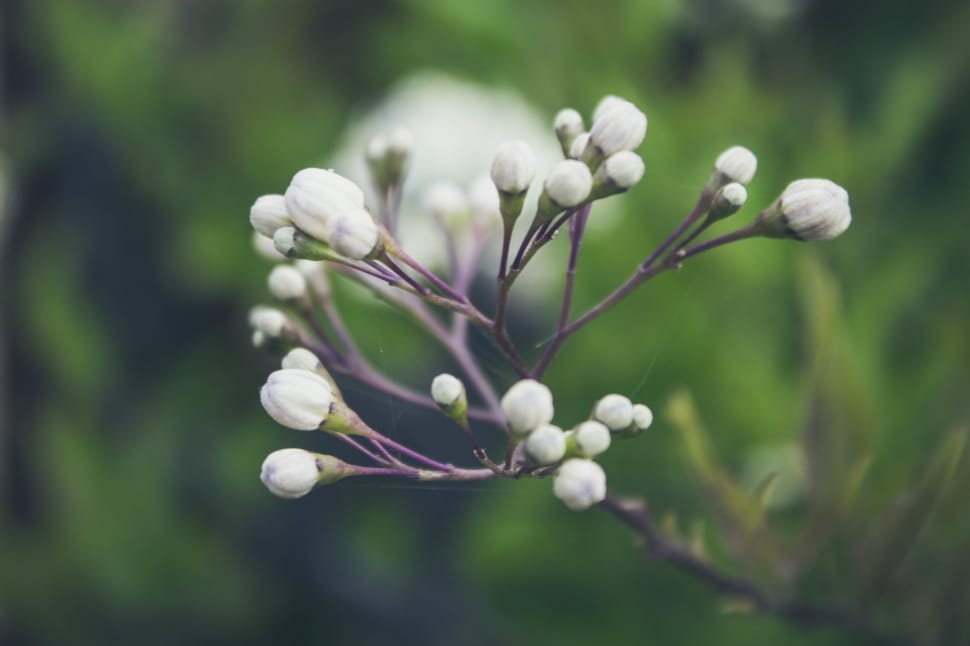 white petaled flower buds photo during daytime preview