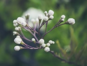 white petaled flower buds photo during daytime thumbnail