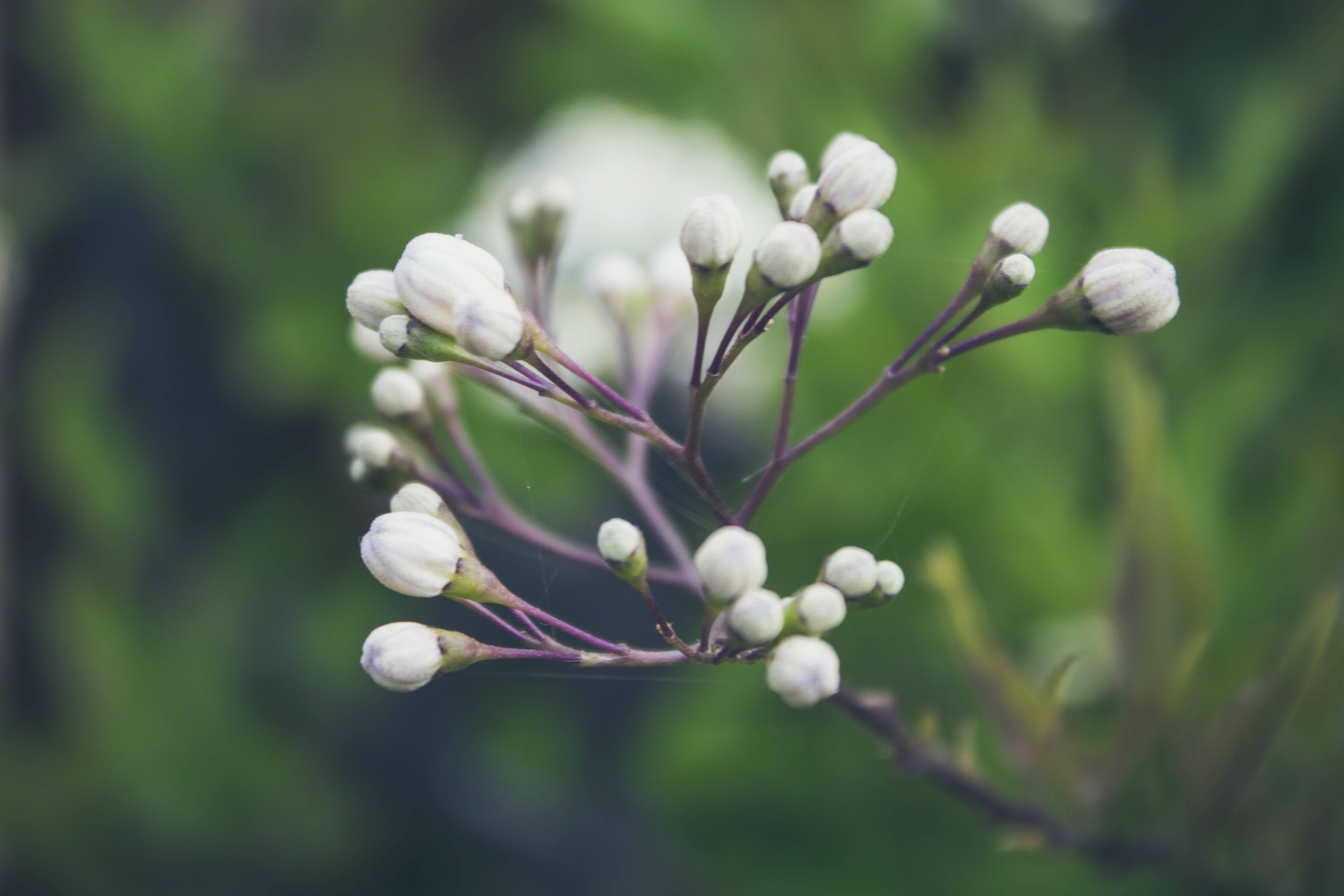 white petaled flower buds photo during daytime