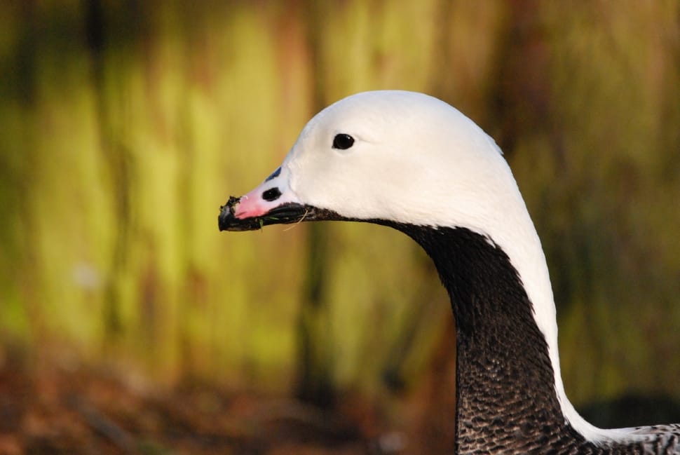 white and black domestic duck focus photography preview