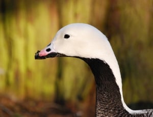 white and black domestic duck focus photography thumbnail