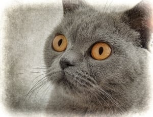 gray cat thumbnail