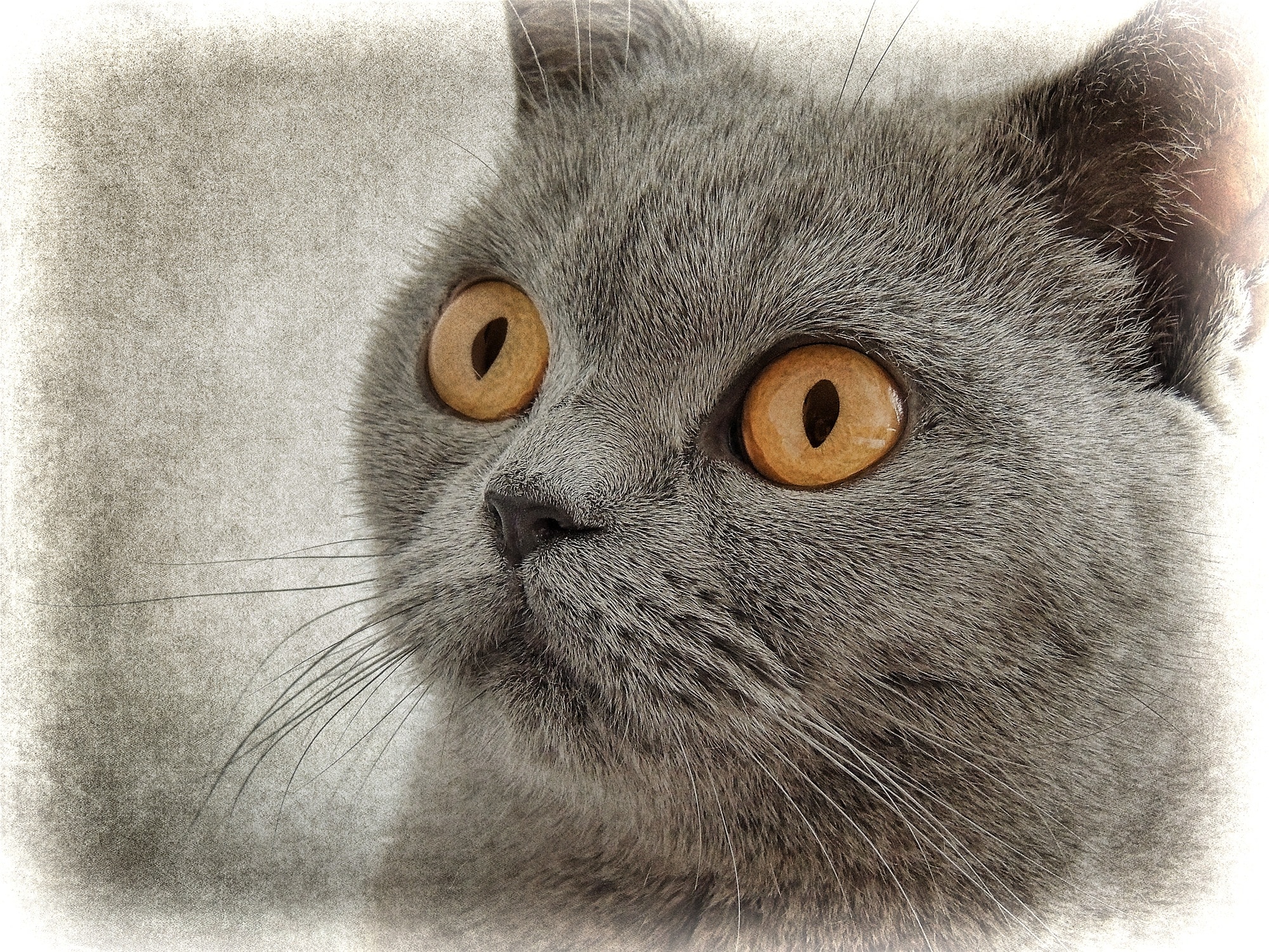 gray cat