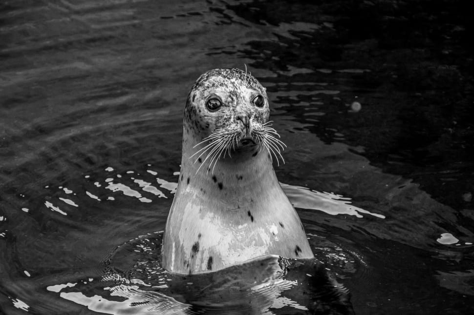 grayscale photo of a seal preview
