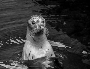 grayscale photo of a seal thumbnail