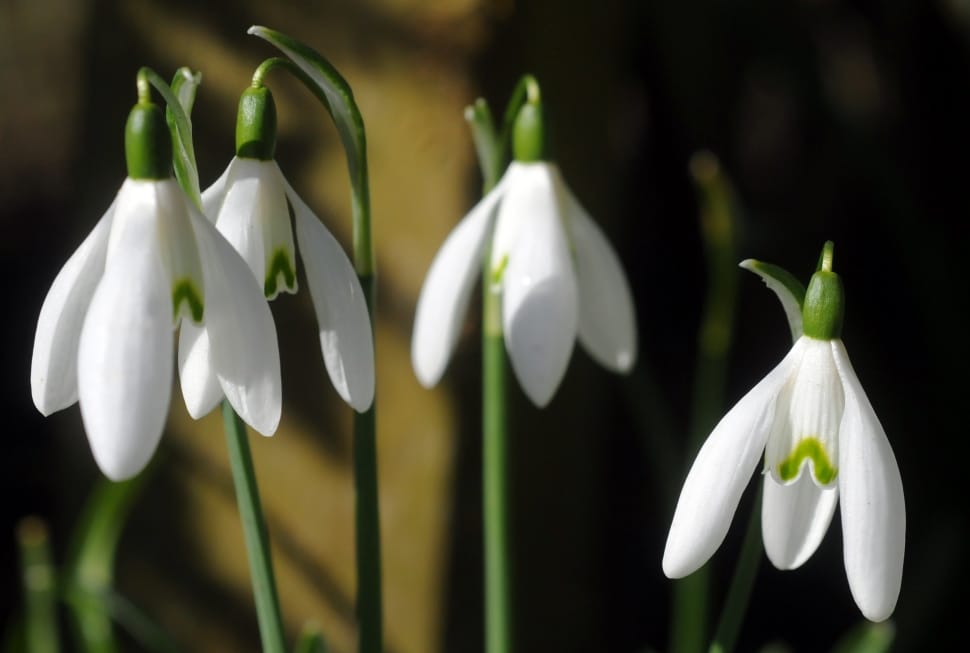 white snowdrop flowers preview