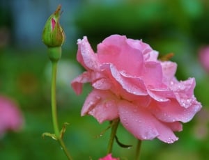 Floral, Flower, Pink, Rose, Nature, nature, growth thumbnail