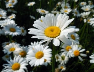 white and yellow lazy flower thumbnail