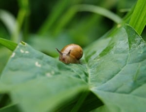 brown snail on green leaf plant thumbnail