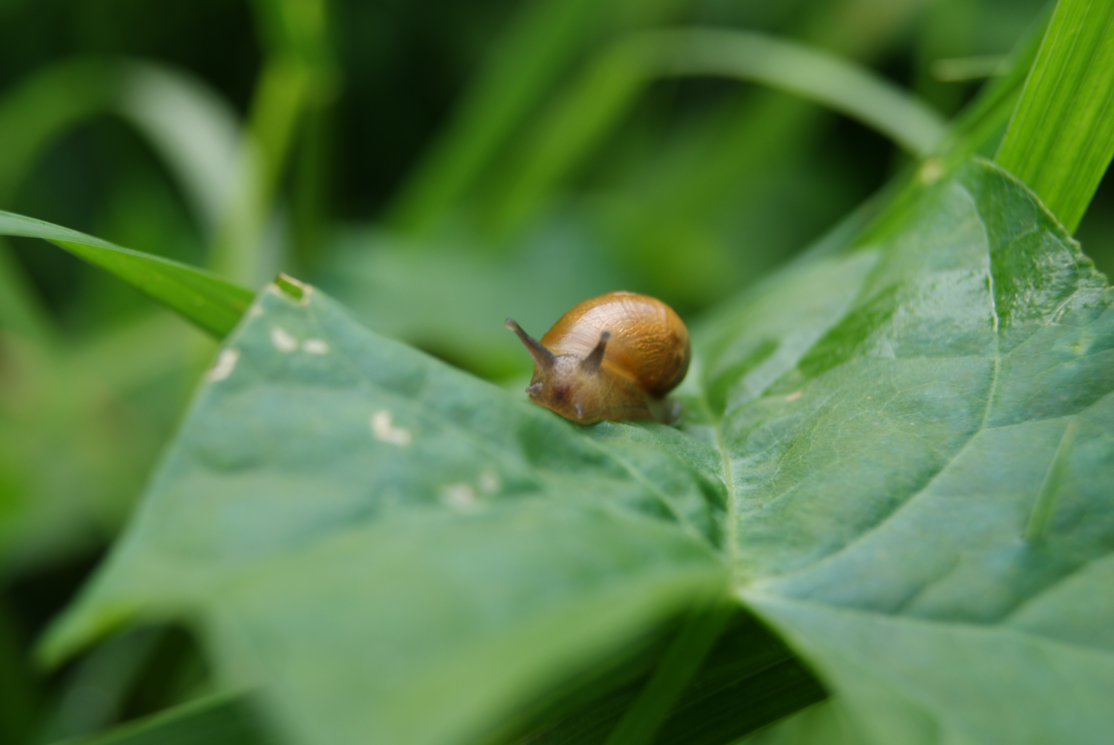 brown snail on green leaf plant