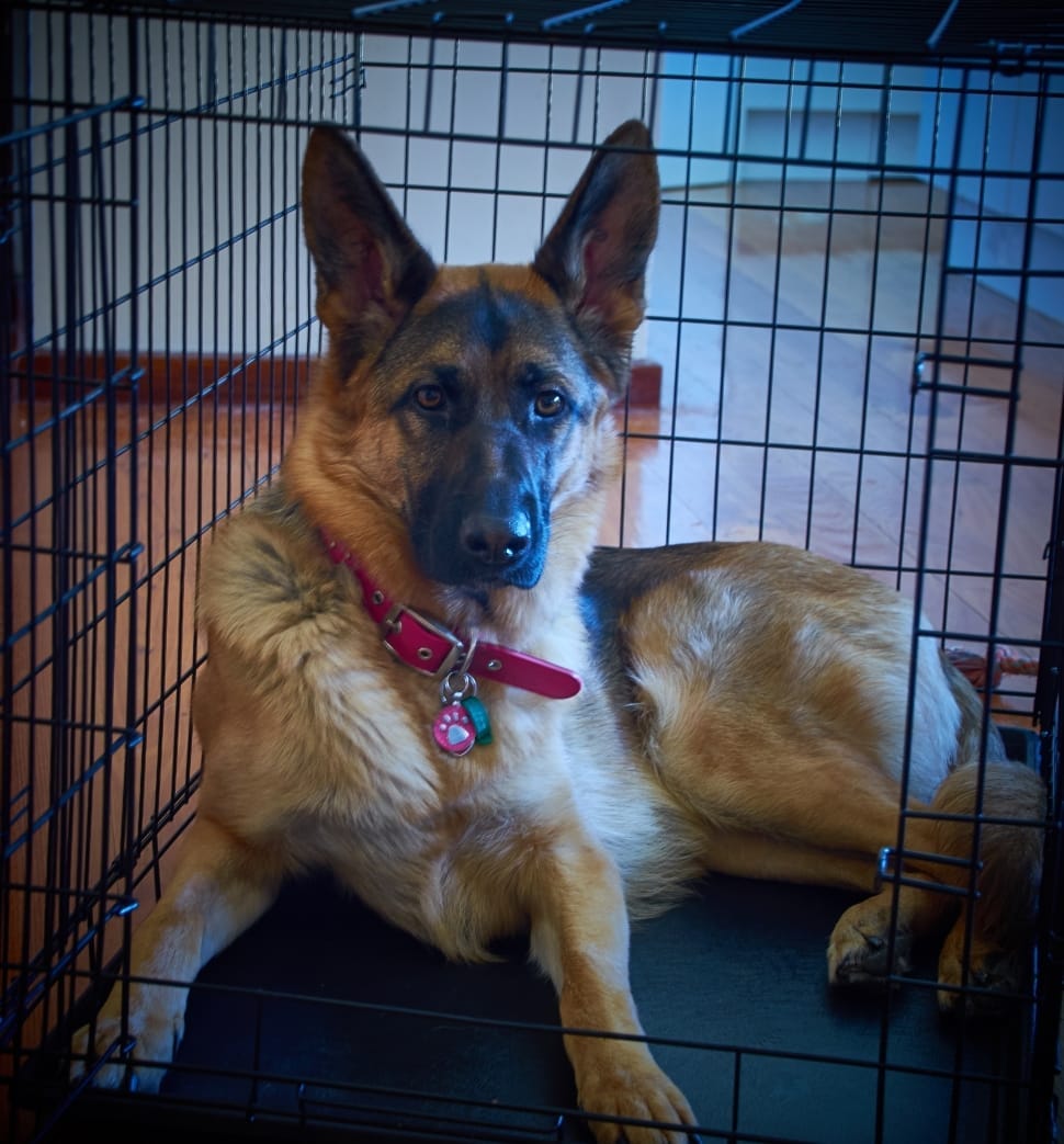 black and tan german shepherd in cage preview