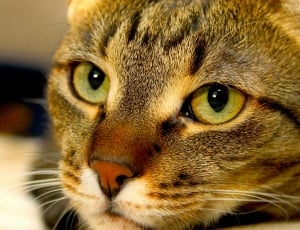 Cat, Peaceful, Kitten, Is Watching, one animal, close-up thumbnail