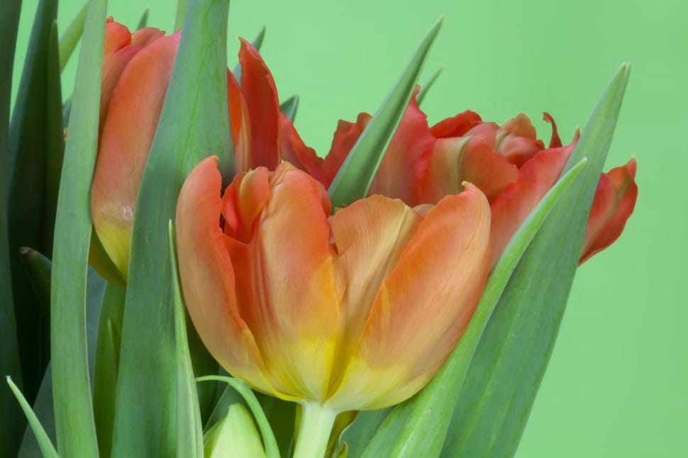 orange tulip preview