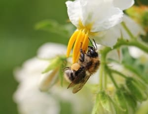 white petaled flower with bee thumbnail