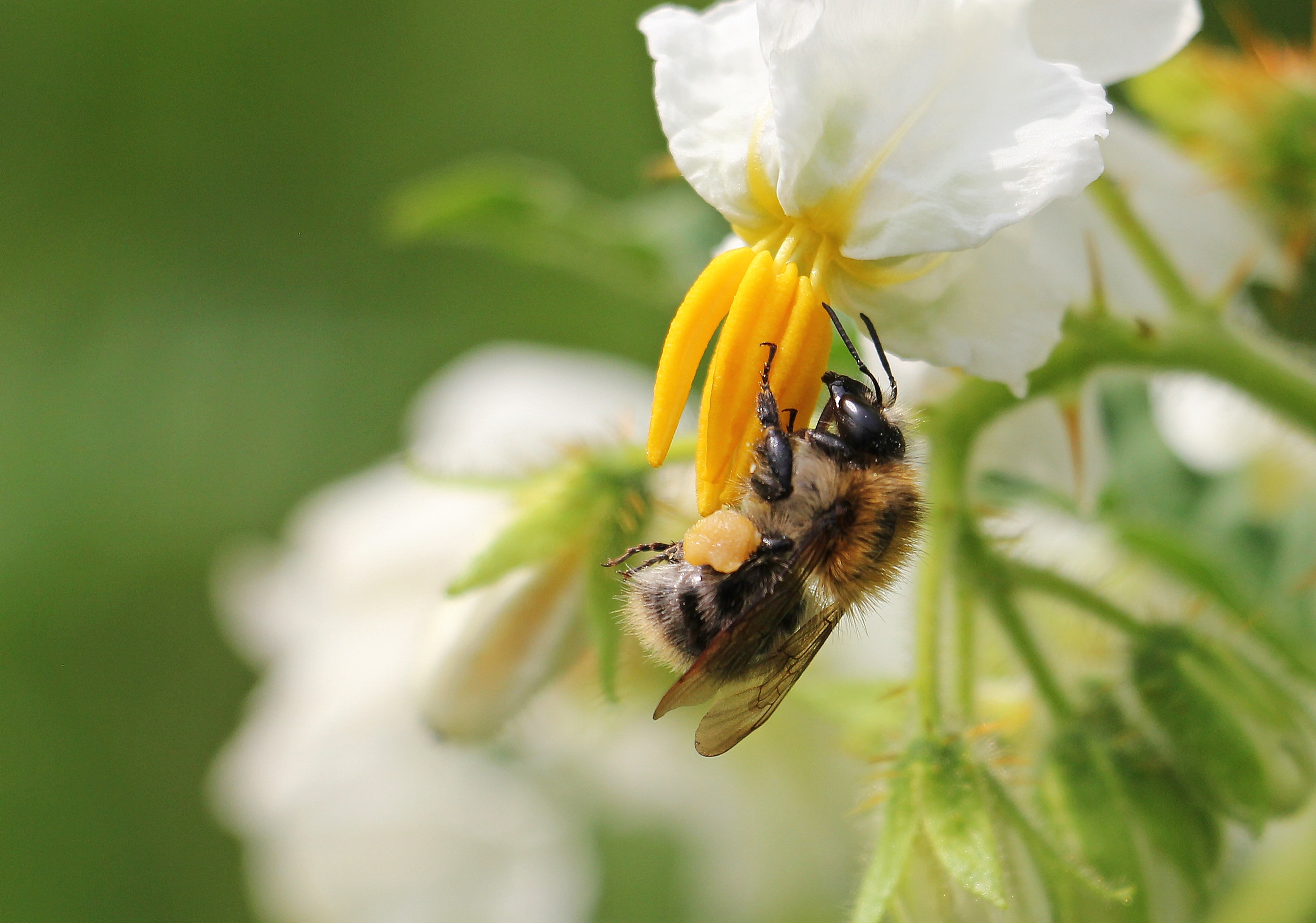 white petaled flower with bee