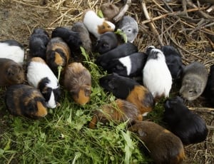 litter of guinea pigs thumbnail