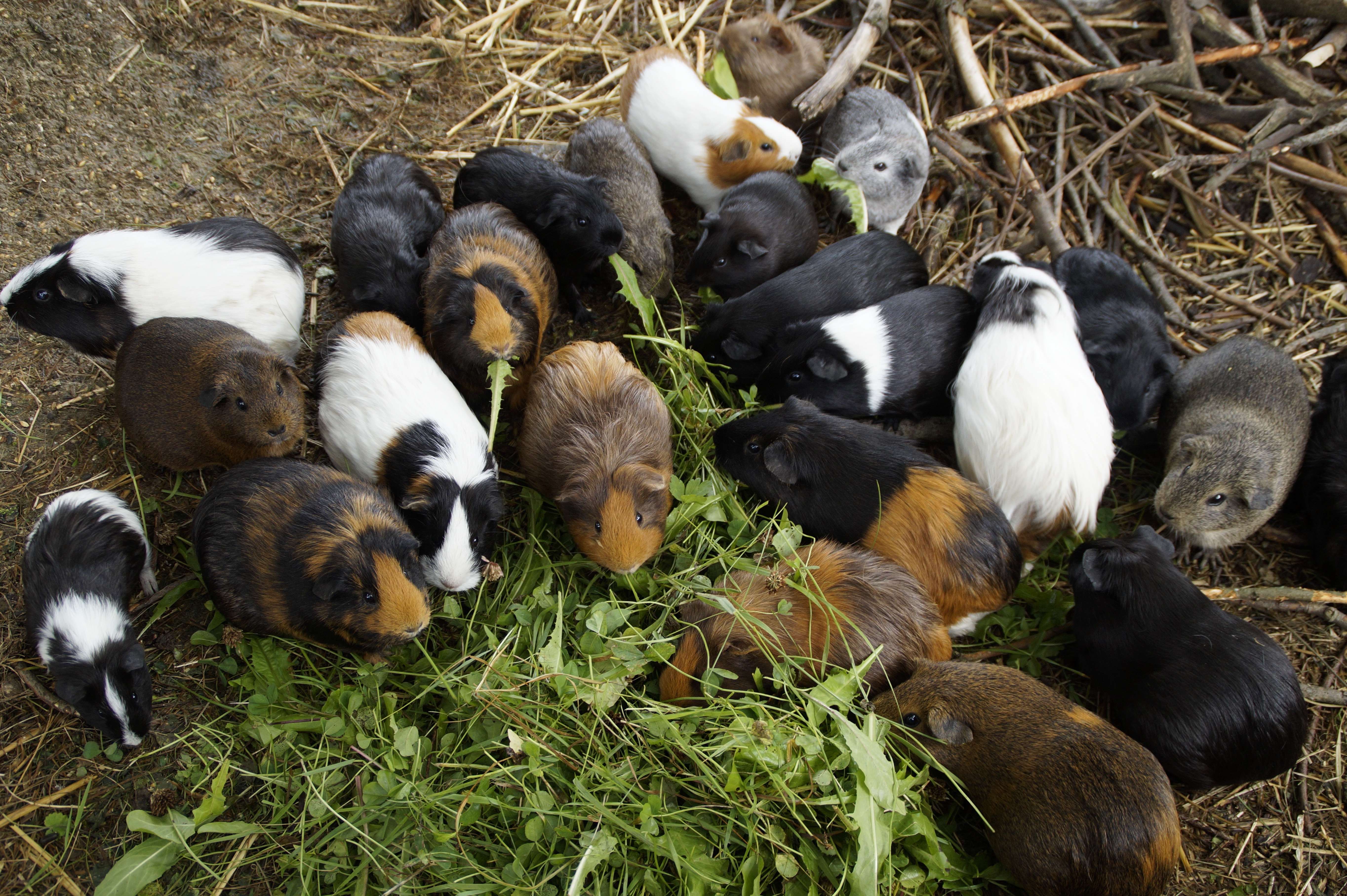 litter of guinea pigs